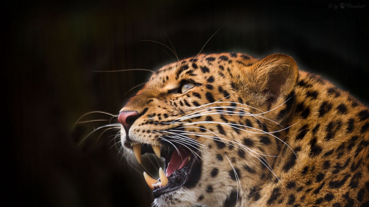 Wallpaper leopard, predator, jaws, teeth, fangs, black background