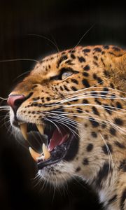 Preview wallpaper leopard, predator, jaws, teeth, fangs, black background