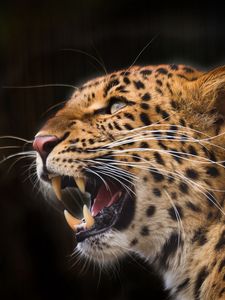 Preview wallpaper leopard, predator, jaws, teeth, fangs, black background