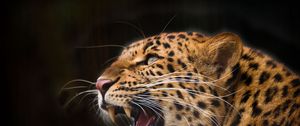 Preview wallpaper leopard, predator, jaws, teeth, fangs, black background