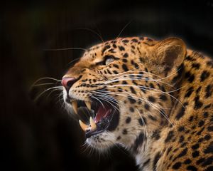 Preview wallpaper leopard, predator, jaws, teeth, fangs, black background