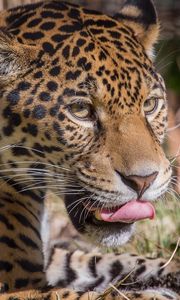 Preview wallpaper leopard, predator, lick, big cat