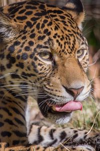 Preview wallpaper leopard, predator, lick, big cat