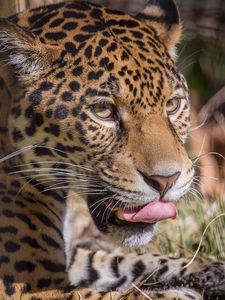 Preview wallpaper leopard, predator, lick, big cat