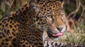 Preview wallpaper leopard, predator, lick, big cat