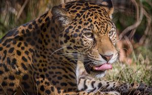 Preview wallpaper leopard, predator, lick, big cat