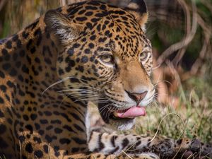 Preview wallpaper leopard, predator, lick, big cat