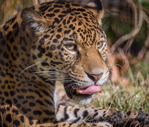 Preview wallpaper leopard, predator, lick, big cat