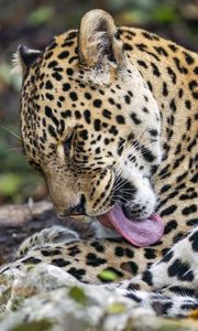 Preview wallpaper leopard, predator, lick, big cat, animal