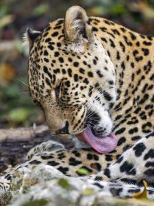 Preview wallpaper leopard, predator, lick, big cat, animal