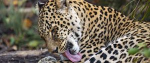 Preview wallpaper leopard, predator, lick, big cat, animal