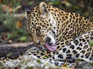 Preview wallpaper leopard, predator, lick, big cat, animal