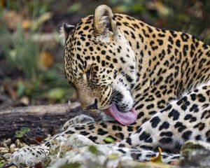 Preview wallpaper leopard, predator, lick, big cat, animal