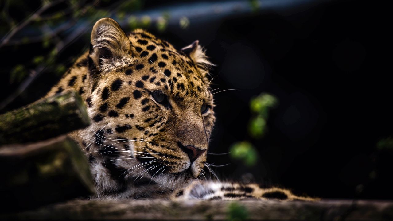 Wallpaper leopard, predator, muzzle, big cat