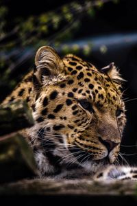 Preview wallpaper leopard, predator, muzzle, big cat