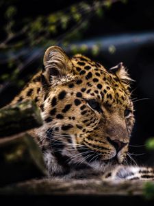 Preview wallpaper leopard, predator, muzzle, big cat