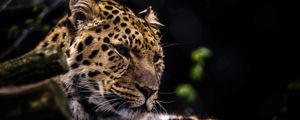 Preview wallpaper leopard, predator, muzzle, big cat