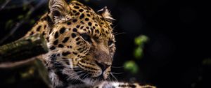 Preview wallpaper leopard, predator, muzzle, big cat