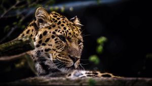 Preview wallpaper leopard, predator, muzzle, big cat