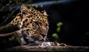 Preview wallpaper leopard, predator, muzzle, big cat