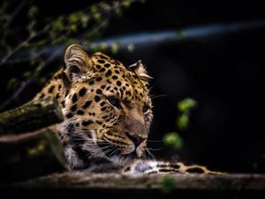 Preview wallpaper leopard, predator, muzzle, big cat