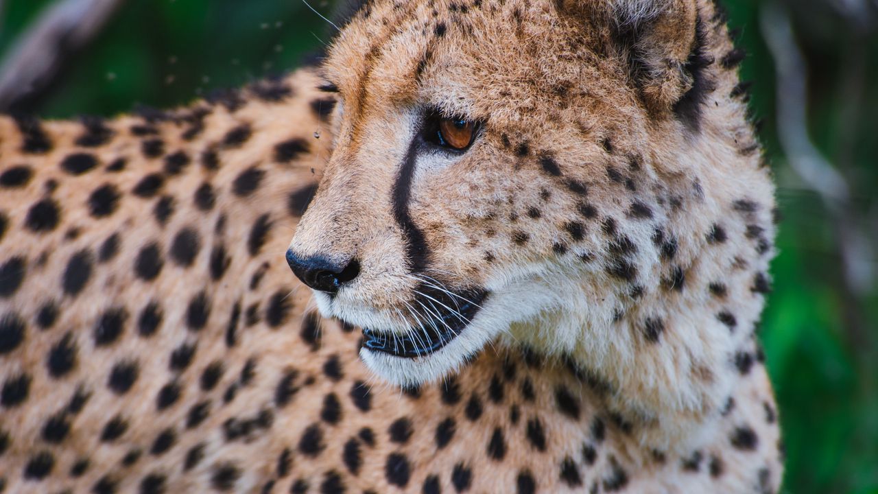 Wallpaper leopard, predator, muzzle, big cat, look
