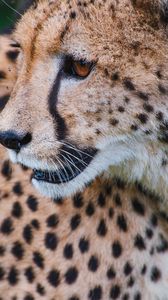 Preview wallpaper leopard, predator, muzzle, big cat, look