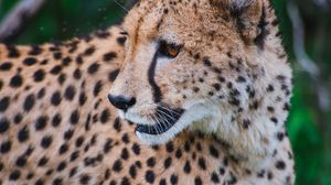Preview wallpaper leopard, predator, muzzle, big cat, look
