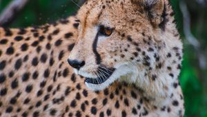 Preview wallpaper leopard, predator, muzzle, big cat, look