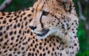 Preview wallpaper leopard, predator, muzzle, big cat, look