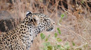 Preview wallpaper leopard, predator, muzzle