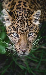 Preview wallpaper leopard, predator, muzzle, look