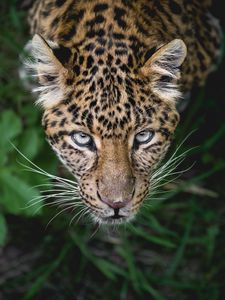 Preview wallpaper leopard, predator, muzzle, look