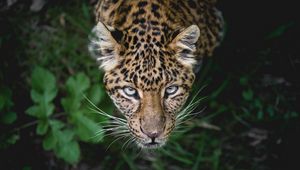 Preview wallpaper leopard, predator, muzzle, look