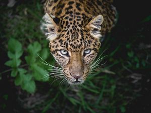 Preview wallpaper leopard, predator, muzzle, look