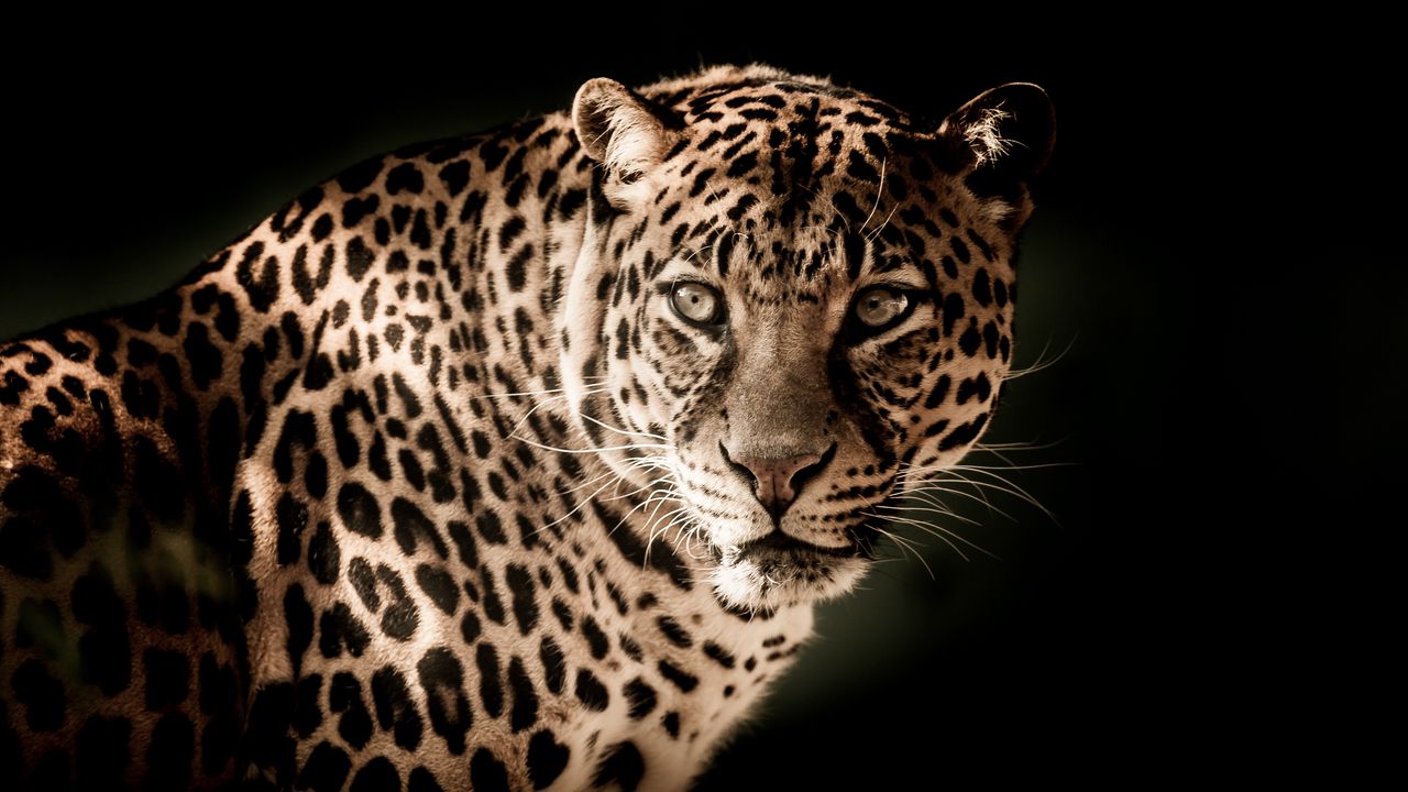 Wallpaper leopard, predator, muzzle, look