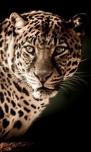 Preview wallpaper leopard, predator, muzzle, look