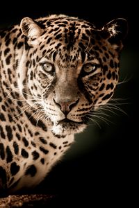 Preview wallpaper leopard, predator, muzzle, look