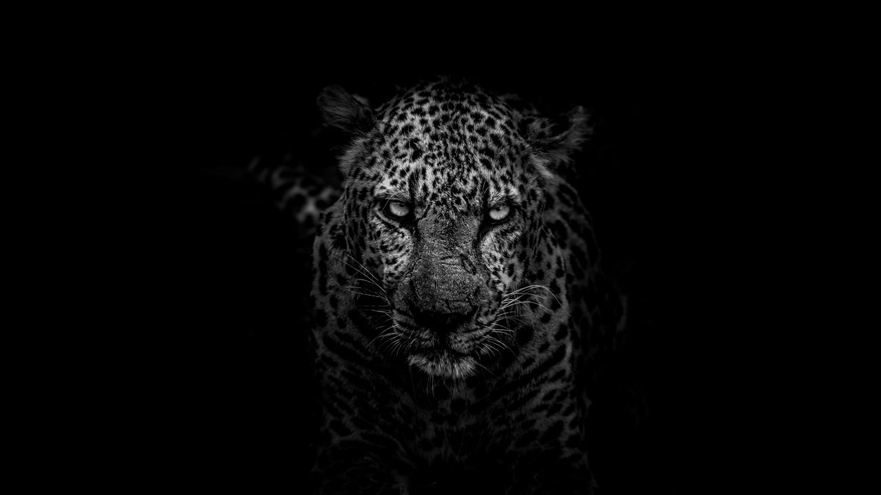 Wallpaper leopard, predator, muzzle, bw