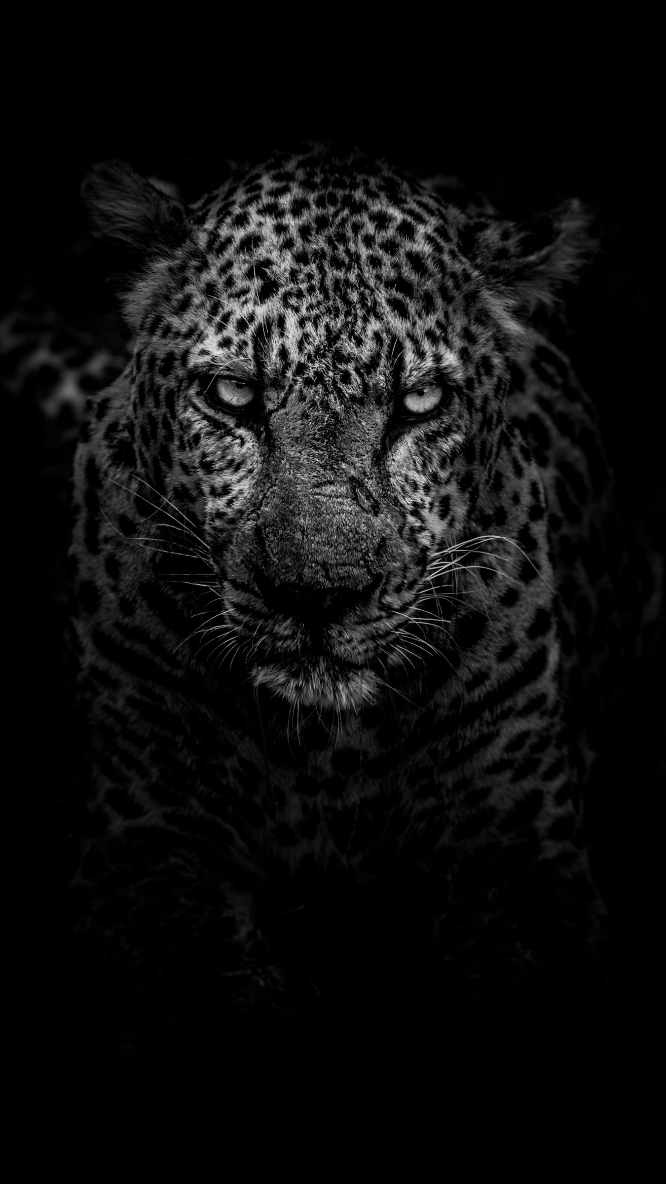 Black Jaguar Photos, Download The BEST Free Black Jaguar Stock Photos & HD  Images