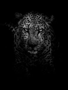 Preview wallpaper leopard, predator, muzzle, bw