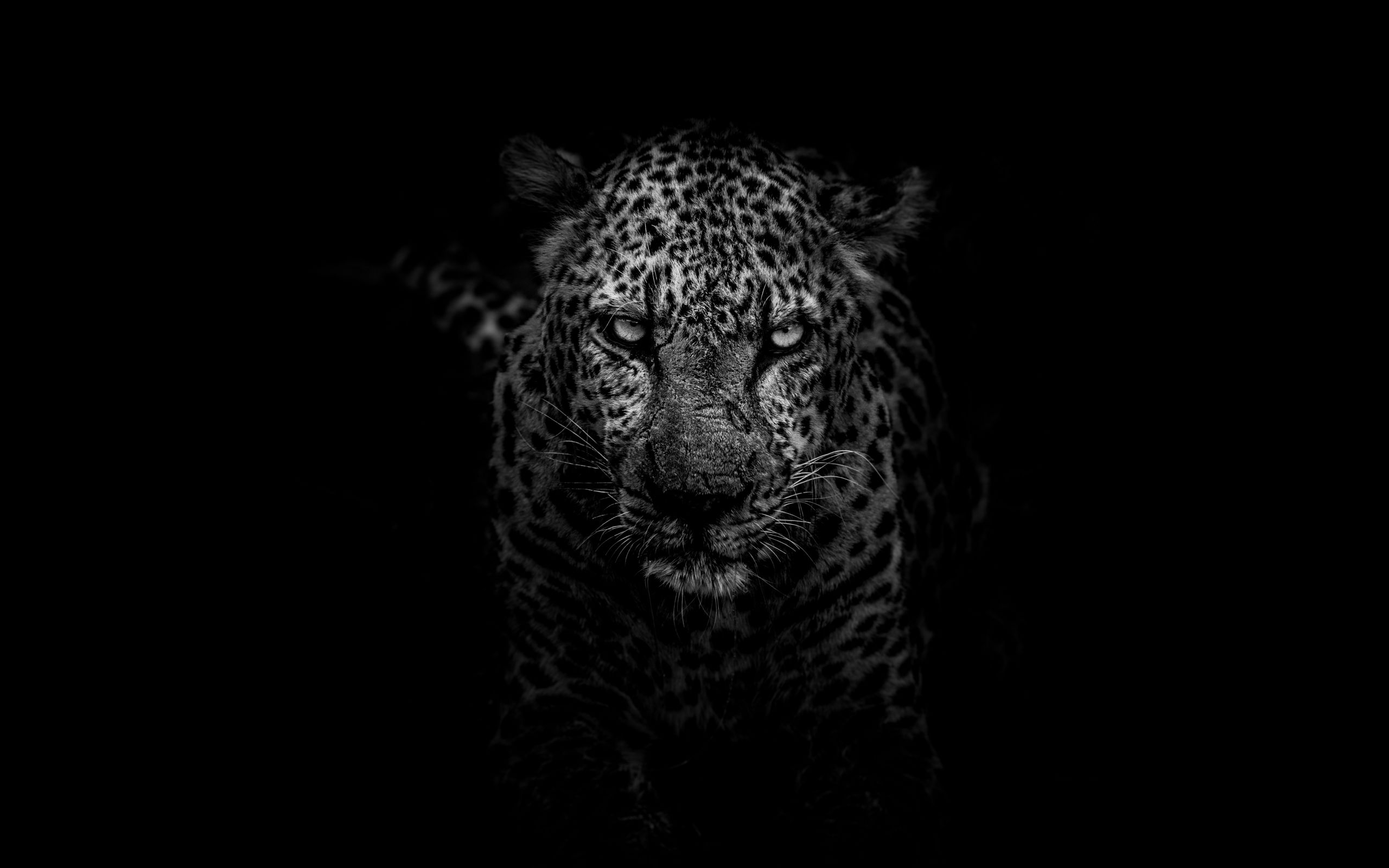 2560x1600 Wallpaper leopard, predator, muzzle, bw