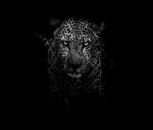 Preview wallpaper leopard, predator, muzzle, bw
