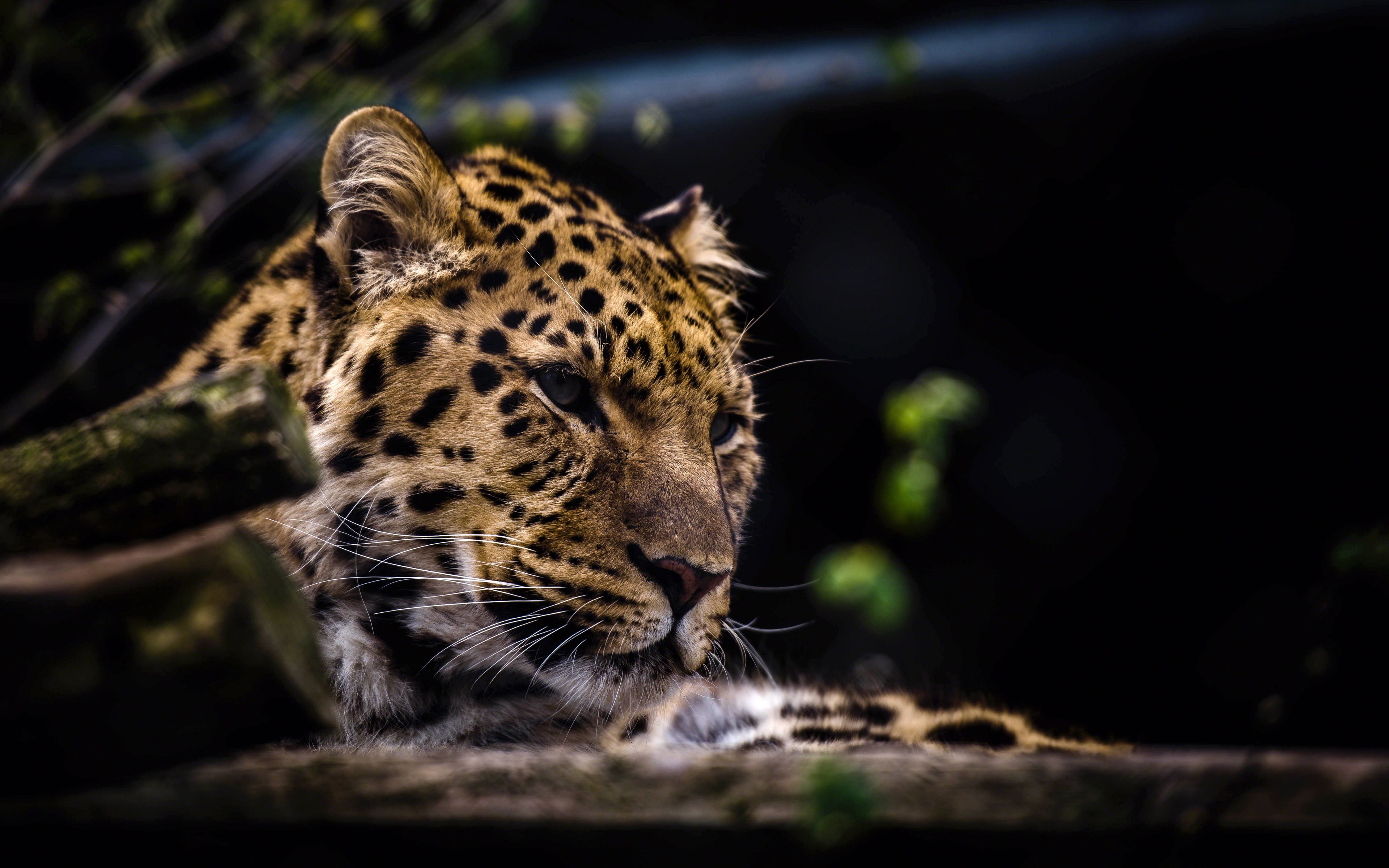 Download Wallpaper 3840x2400 Leopard Predator Muzzle Big Cat 4k