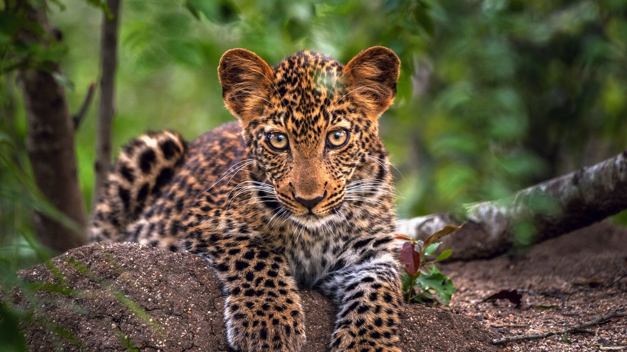 Wallpaper leopard, predator, snout, big cat