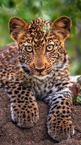 Preview wallpaper leopard, predator, snout, big cat