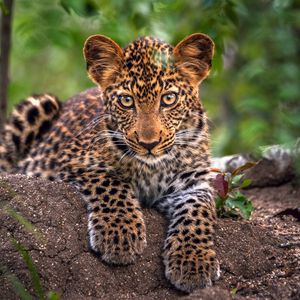 Preview wallpaper leopard, predator, snout, big cat