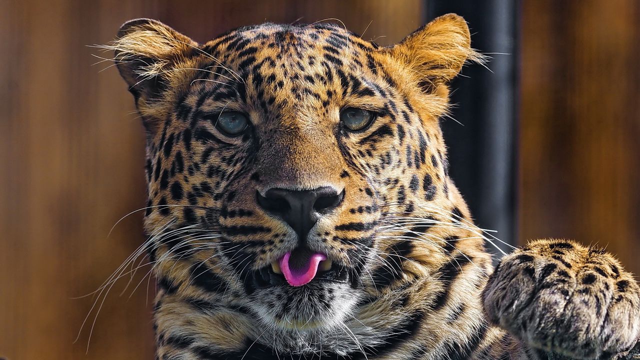 Wallpaper leopard, predator, tongue, paw, snout