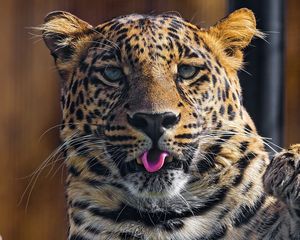 Preview wallpaper leopard, predator, tongue, paw, snout