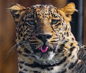 Preview wallpaper leopard, predator, tongue, paw, snout